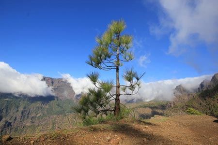 Ferienhäuser und -wohnungen auf La Palma